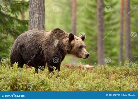 European Brown Bear in Forest Stock Photo - Image of arctos, ursus: 162958750