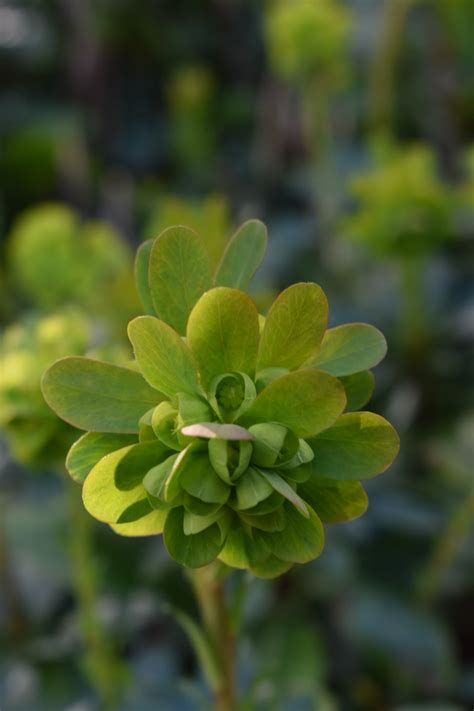 Euphorbia amygdaloides var. robbiae | Proctors Nursery