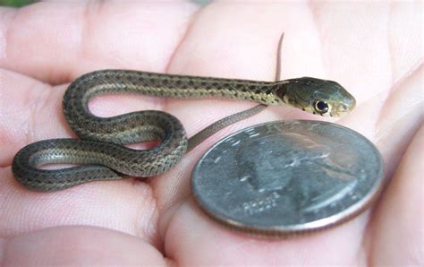 20 Cute Snakes That Are So Small You Will Want One