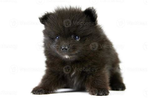 Pomeranian Spitz black puppy isolated 12612775 Stock Photo at Vecteezy