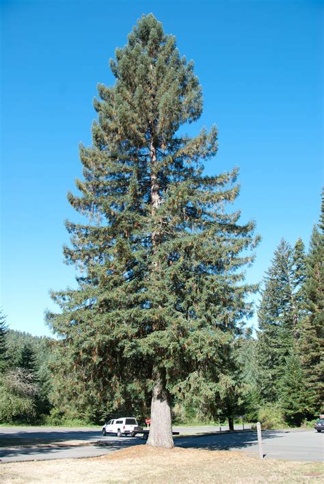 Sitka spruce (Picea sitchensis) | Spruce tree, Sitka spruce, Evergreen landscape