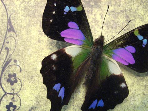 Purple Spotted Swallowtail Pair