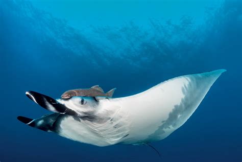 Unforgettable Encounters: Diving with Oceanic Mantas