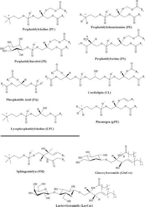 Phospholipids Structure Classes And Functions - Riset