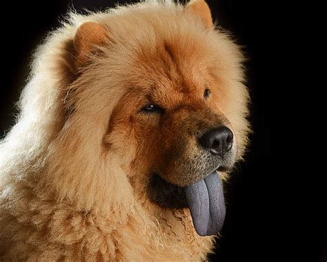 Chow Chow, The Puffy Lion Dog - DoggyZoo.comDoggyZoo.com