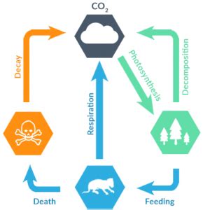 😊 The carbon cycle in steps. Explain The Carbon Cycle. 2019-02-11