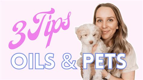 How to Train an Aussiedoodle Puppy | Puppy Potty Training Tips - torey ...