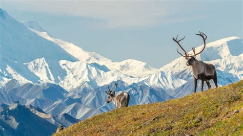 The Complete Guide to Denali National Park Wildlife