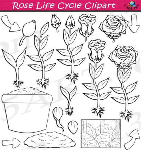 Rose Life Cycle Clipart Set Download - Clipart 4 School