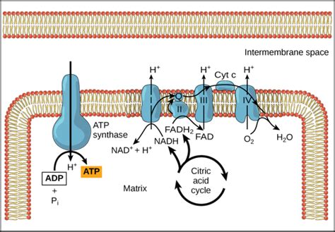 7.12: Oxidative Phosphorylation - Chemiosmosis and Oxidative Phosphorylation - Biology LibreTexts