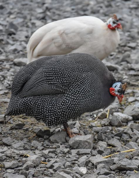 The Allure of White Guinea Fowl: A Unique and Graceful Poultry Breed - The Poultry Feed