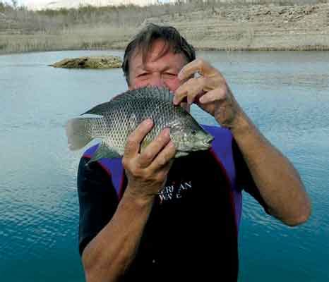 Lake Mead Fishing Report (July 24, 2013) - The Progress
