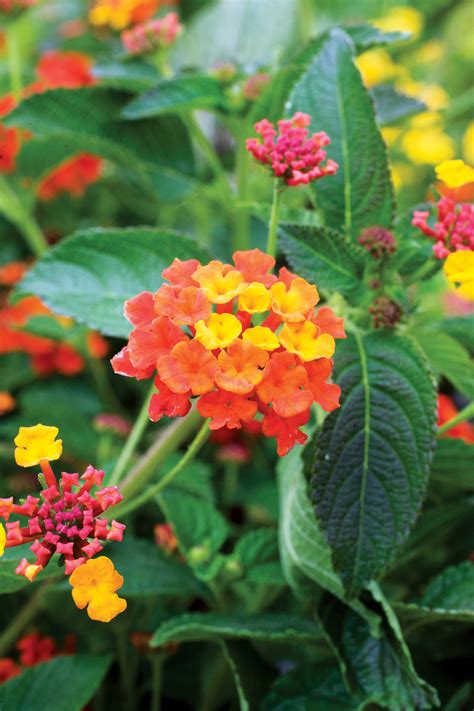 21 Best Plants for Pollinators - Sunset Magazine