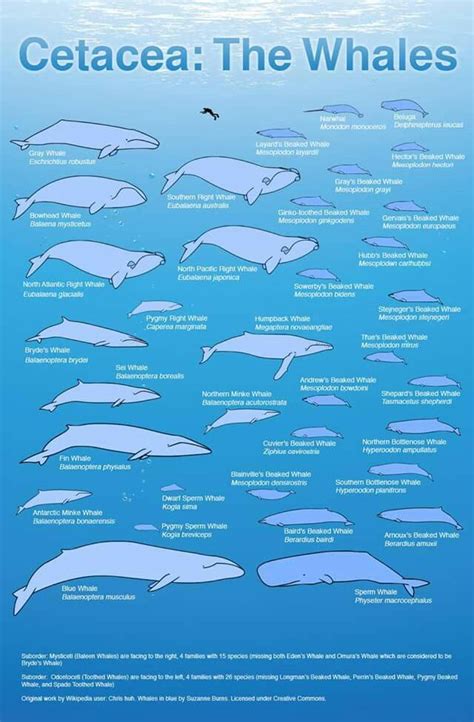 Pin by Mandy Radspinner on College Tips | Whale species, Marine animals, Whale