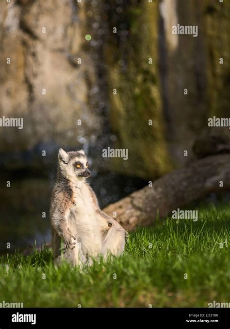 Ring-tailed lemur with a long beautiful tail Stock Photo - Alamy