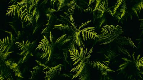 Fern Branches Plant Leaves 4K 5K HD Wallpapers | HD Wallpapers | ID #31784