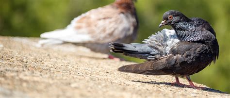 Pigeon Standing Free Stock Photo - Public Domain Pictures