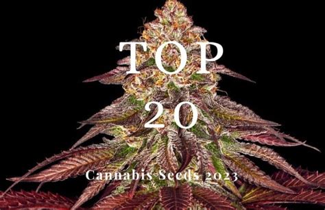 Top 20 Best Cannabis Seeds Strains on 2023!