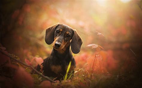 Dachshund 1080P, 2K, 4K, 5K HD wallpapers free download | Wallpaper Flare