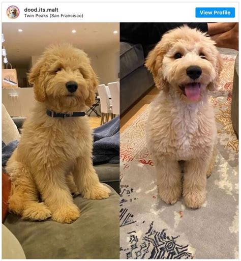 Goldendoodle Haircuts: Huge Collection Of Pictures For #Inspo! [2023 ...