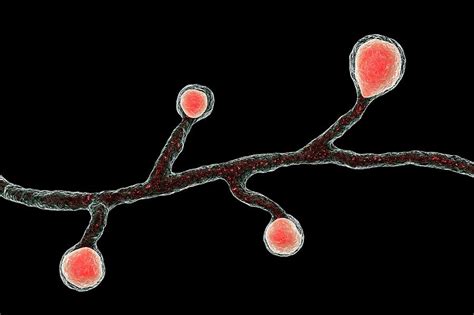 Blastomyces Fungus Photograph by Kateryna Kon/science Photo Library - Pixels