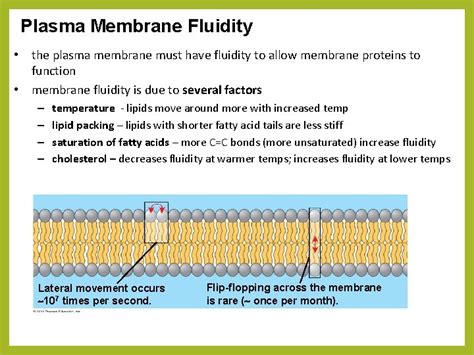 Cell MembranePlasma Membrane plasma membrane is the boundary