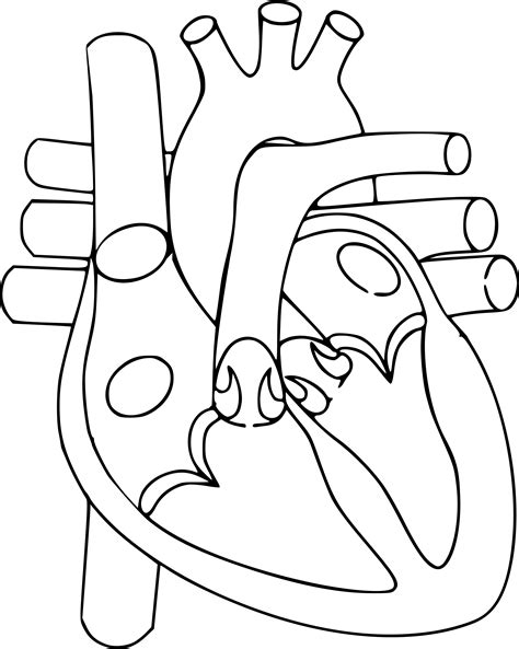 Vector coração humano PNG imagem de alta qualidade