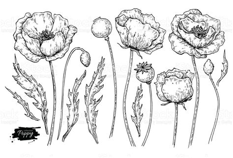 Poppy flower vector drawing set. Isolated wild plant and leaves. Herbal engraved style ...