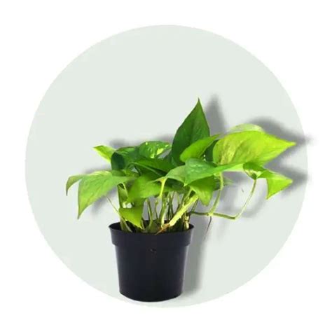 Money Plant - Plant Galleria- Bring Home Some Green Love