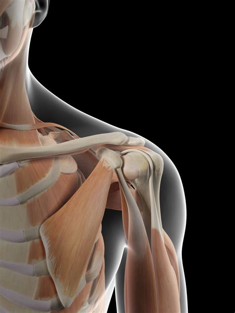 Anatomy of the Human Shoulder Joint