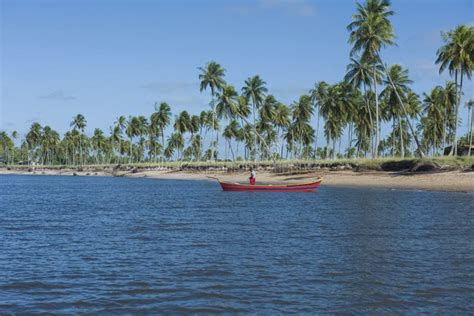 Mangrove of Mangue Seco in Bahia, Brazil Editorial Photography - Image of palm, outdoor: 174824577