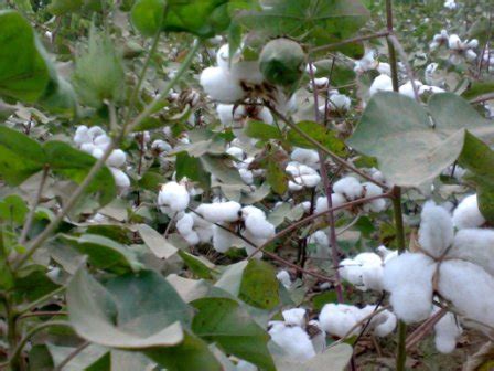 How To Care and Planting Cotton Plant For Good Grow