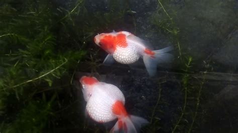 Goldfish breeding naturally - YouTube