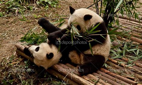 panda gigante comiendo bambú 2023