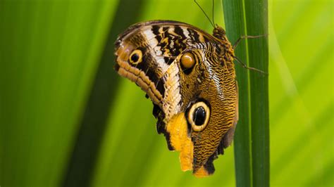 Science-U @ Home / Magnificent Mimicry Experiment