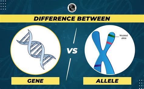 Allele Definition And Examples Biology Online Diction - vrogue.co