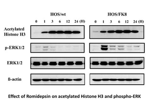 Romidepsin (FK228)|HDAC1/HDAC2 inhibitor,potent and selective|CAS# 128517-07-7