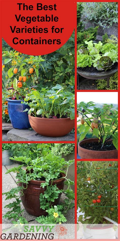 Container Vegetable Plants: The Best Varieties for Success