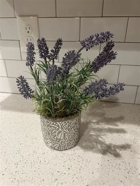 Lavender Plants Indoors