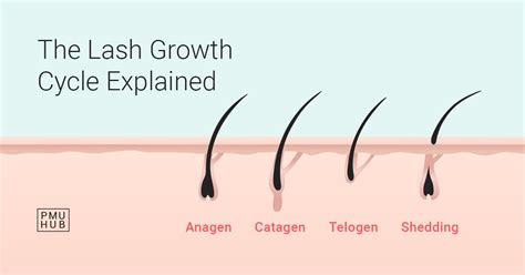 The Lash Growth Cycle Explained and Illustrated