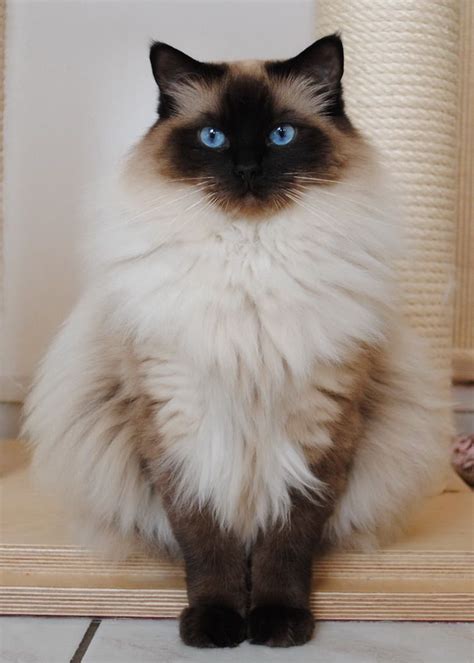 Big Fluffy Cat Breeds - Pets Lovers