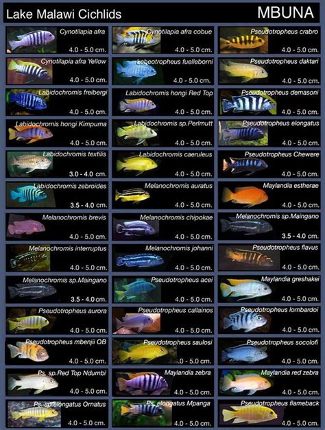 17 Best images about Cichlid Tank Inspiration on Pinterest | The rock, Cichlids and How to design