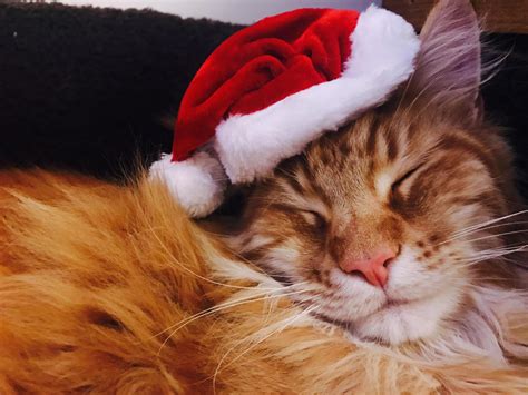 Free stock photo of cat, christmas, christmas cat