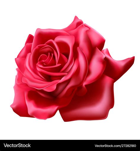 Red rose on white background realistic 3d Vector Image