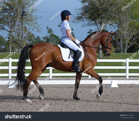 Dressage Rider Dressed All White On Stock Photo 261281444 - Shutterstock