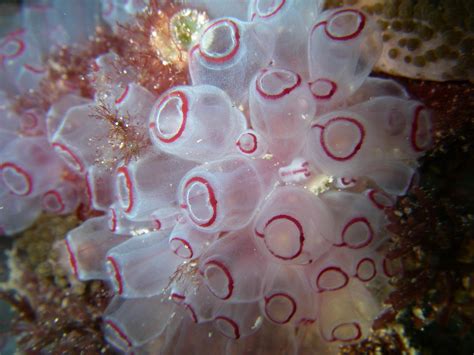 Ocean Observations: Tunicates