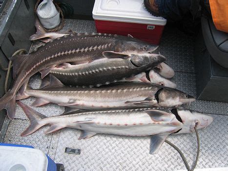 Sturgeon fishing on the Columbia River