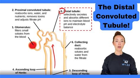 Distal Convoluted Tubule Diagram