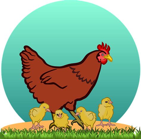 Hen, Hen With Chicks, Chicks, Chicken Free Pictures, Free Images, Stock Images Free, Baldwin ...