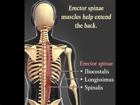 Erector spinae muscles - Medically